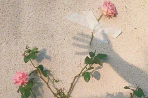 2020成都菲格醫(yī)療美容門診部整形價格表(價目表)全新發(fā)布