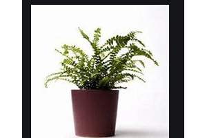 2020懷化雅貝康口腔門診部整形價(jià)格表(價(jià)目表)全新發(fā)布